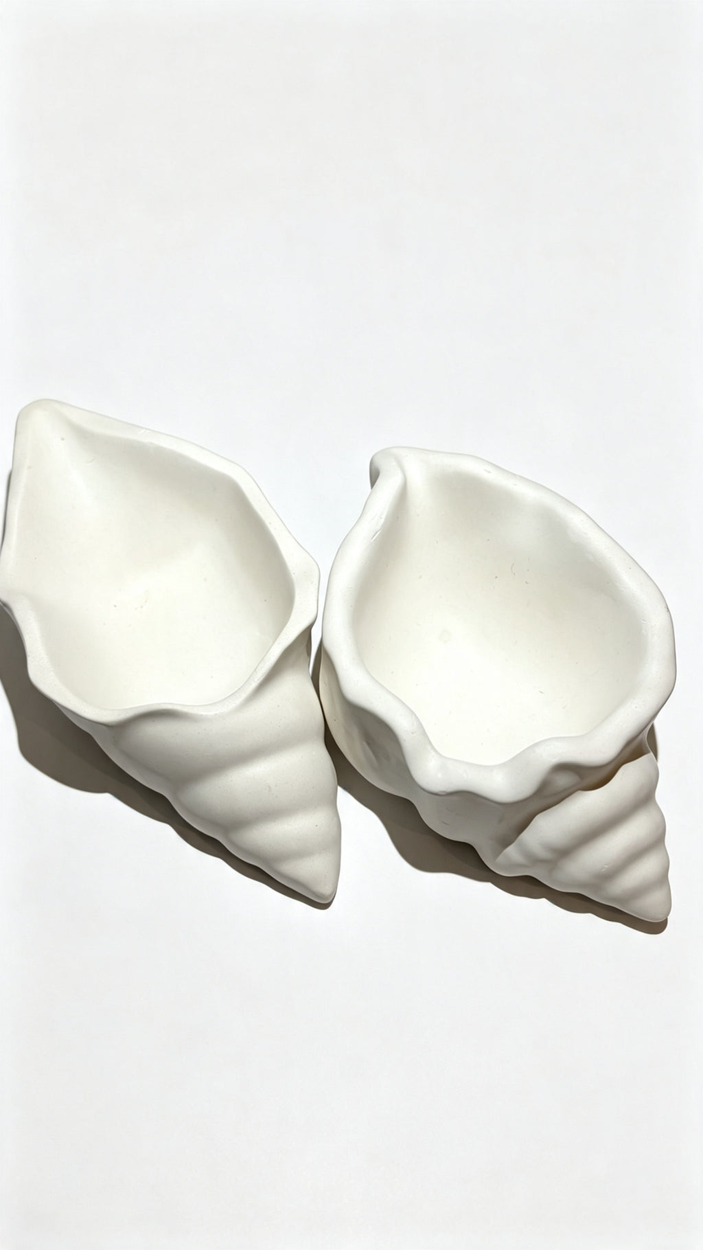 Seashells
